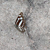 Common Sailor Butterfly