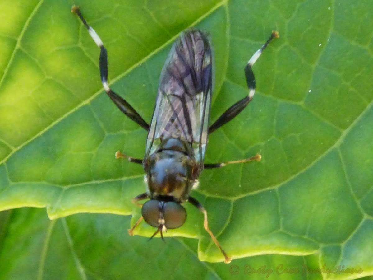 Soldier Fly