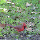 Northen Cardinal, Male
