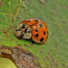 MULTICOLORED ASIAN LADY BEETLE