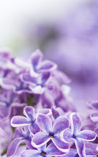 紫丁香花卉動態壁紙(圖5)-速報App