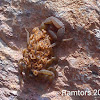 Scorpion female with young