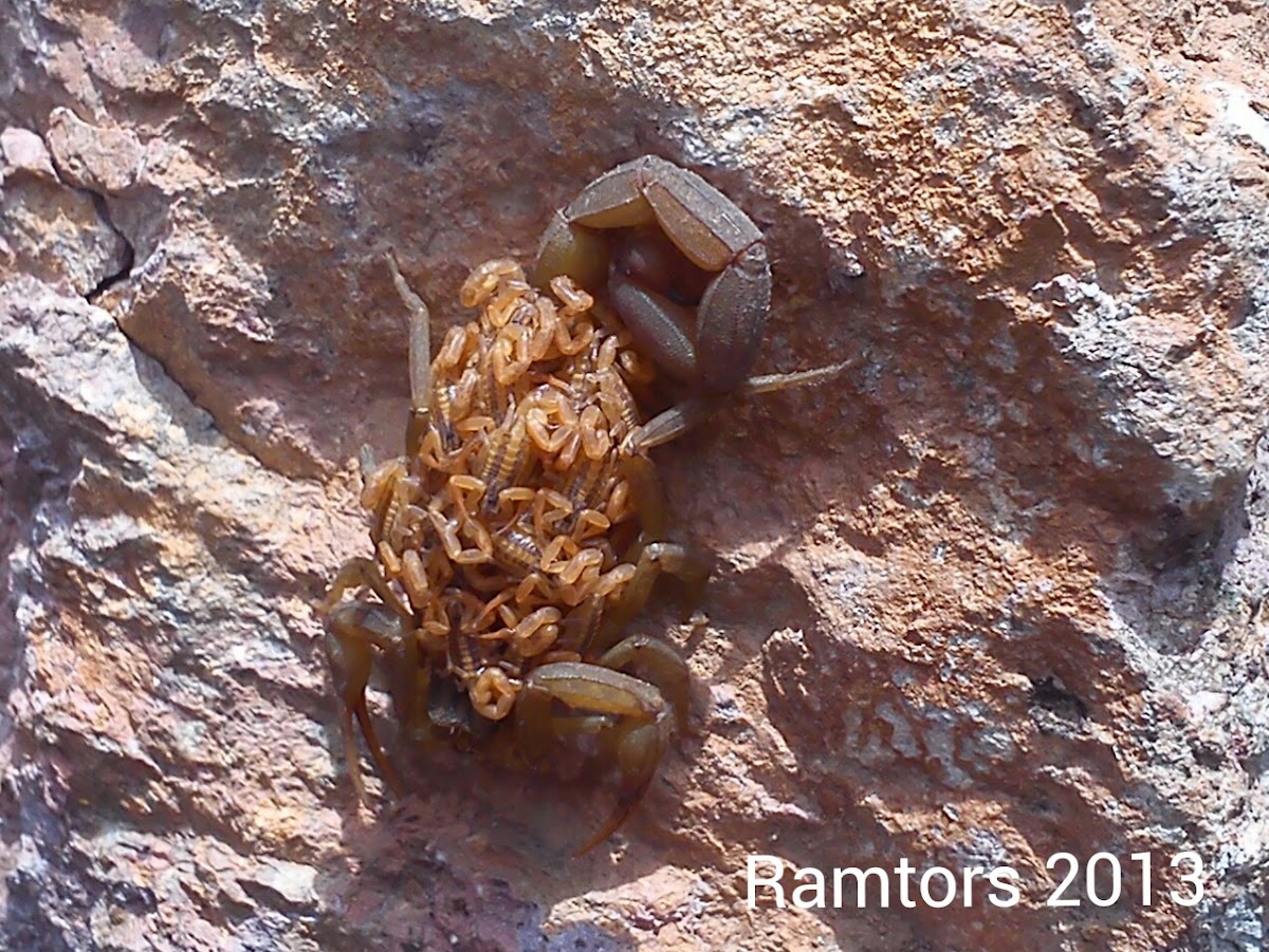 Scorpion female with young