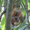 Red tailed squirrel