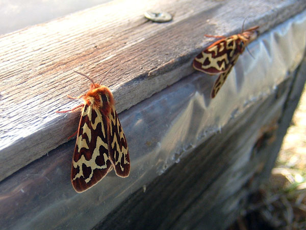 Lapland Tiger Moth