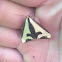 Clymene moth