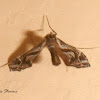 Lineodes moth