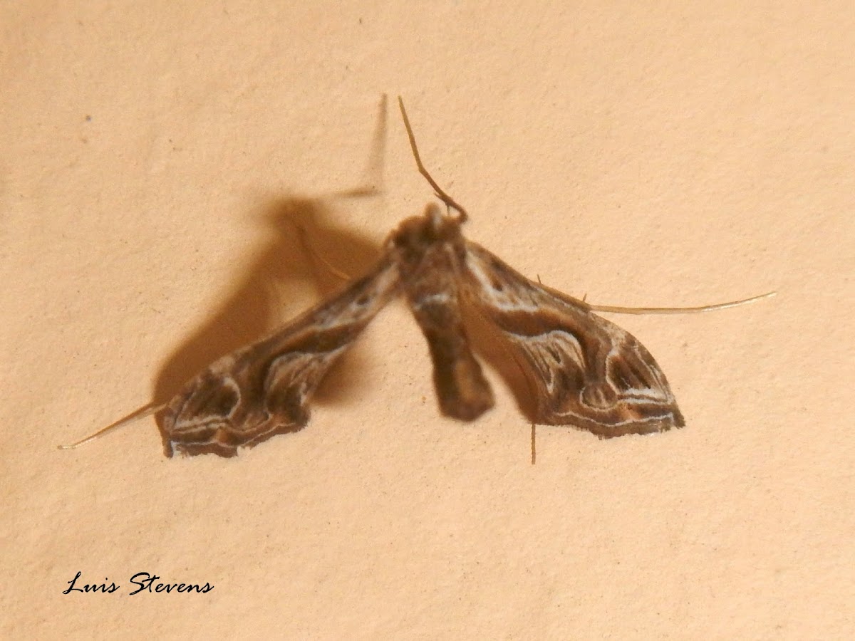 Lineodes moth