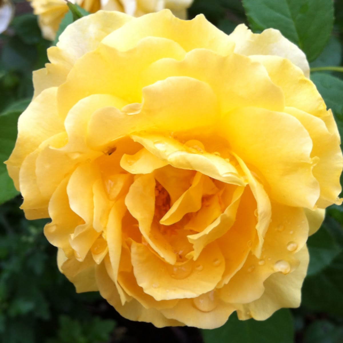 Yellow Rose Project Noah