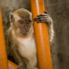 Crab-eating macaque