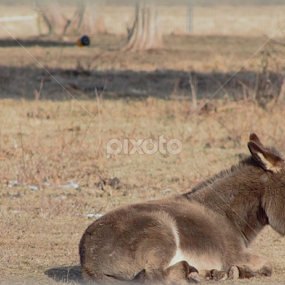 The Lonely Donkey by Eileen MacWilliams Kirsch - Animals Horses