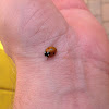 Seven spotted lady bug