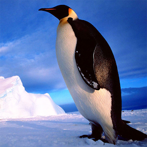 Penguins Jigsaw Puzzles for PC and MAC
