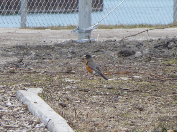 American Robin | Project Noah