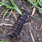 Common Glow-worm (larva)