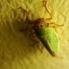 Leafhopper (Free-living Hemipteran)