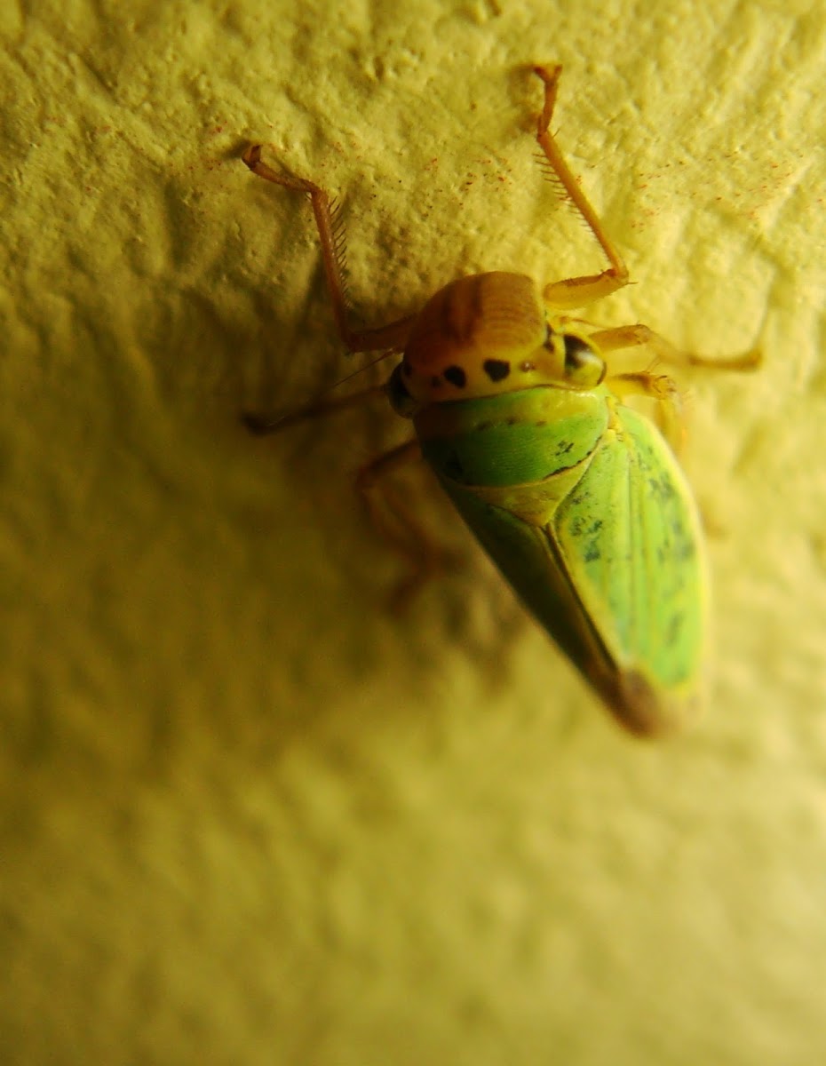 Leafhopper (Free-living Hemipteran)
