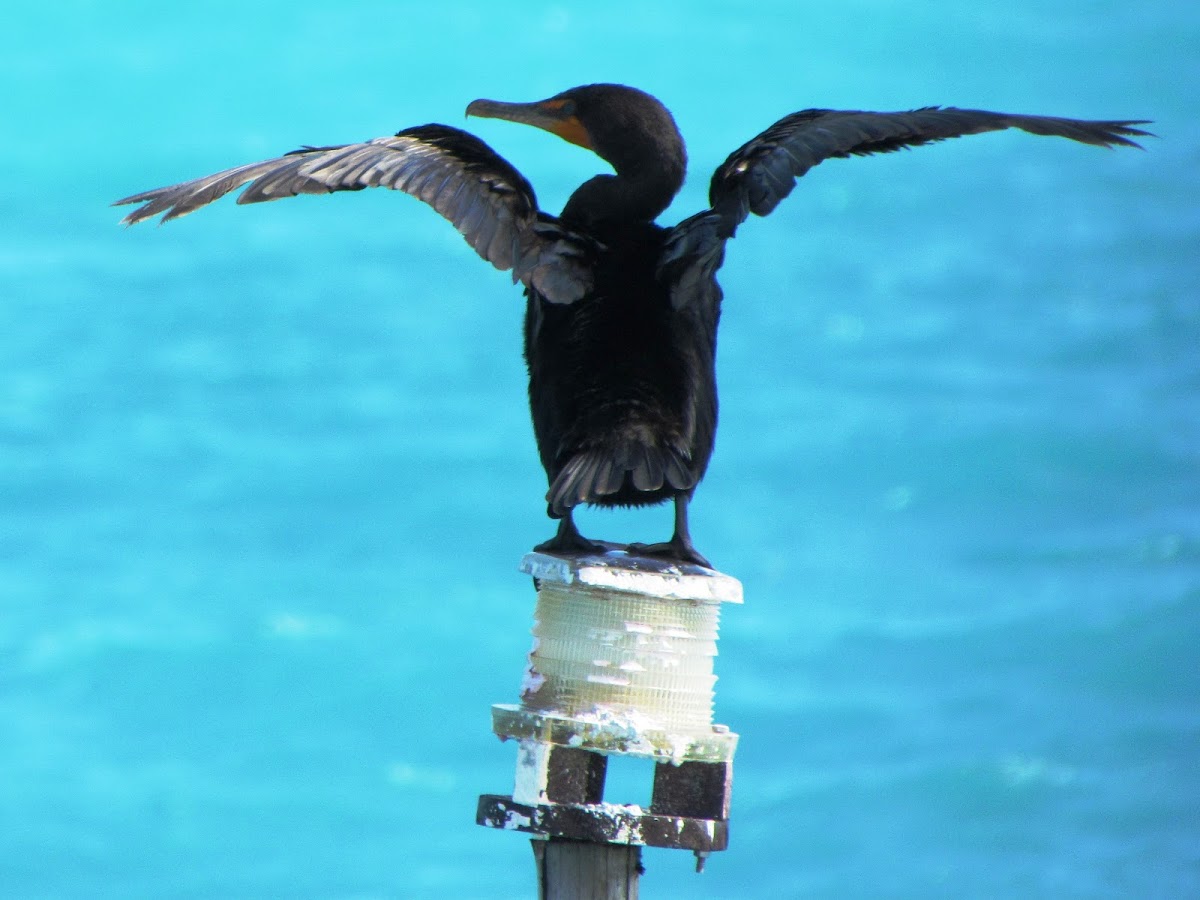 Double-crested Cormorant