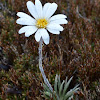 Small Snow-daisy