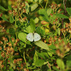 cabbage white butterfly
