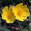 Yellow Luniaa ( पीली लुनिया )