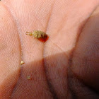 antlion larva