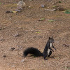 Unidentified black squirrel