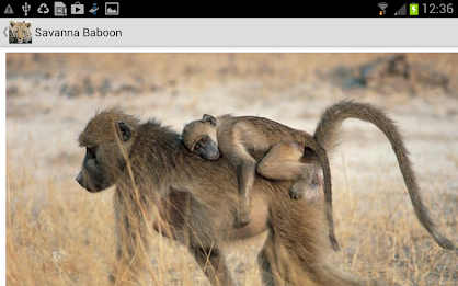 Mammals of SA Lite poster 5