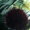 Sea Urchin.