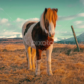 A horse with no name by Kristján Karlsson - Animals Horses