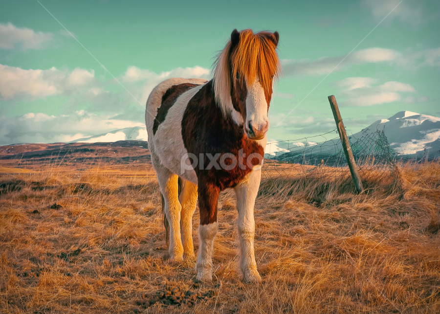 A horse with no name by Kristján Karlsson - Animals Horses