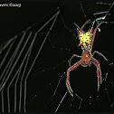 Arrowhead Micrathena