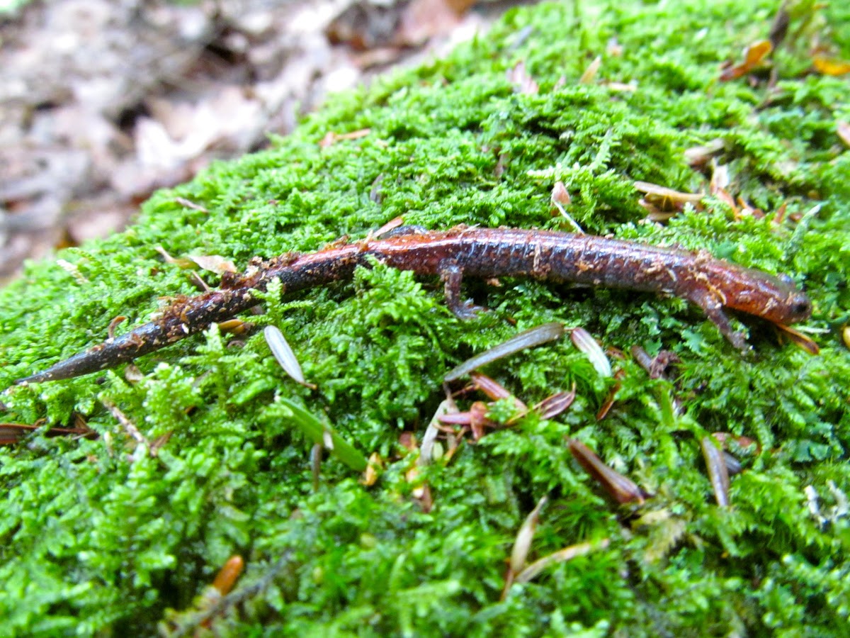 Red back Salamander