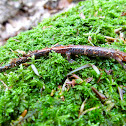 Red back Salamander