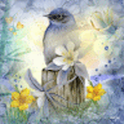 Blue Bird Doves Live Wallpaper