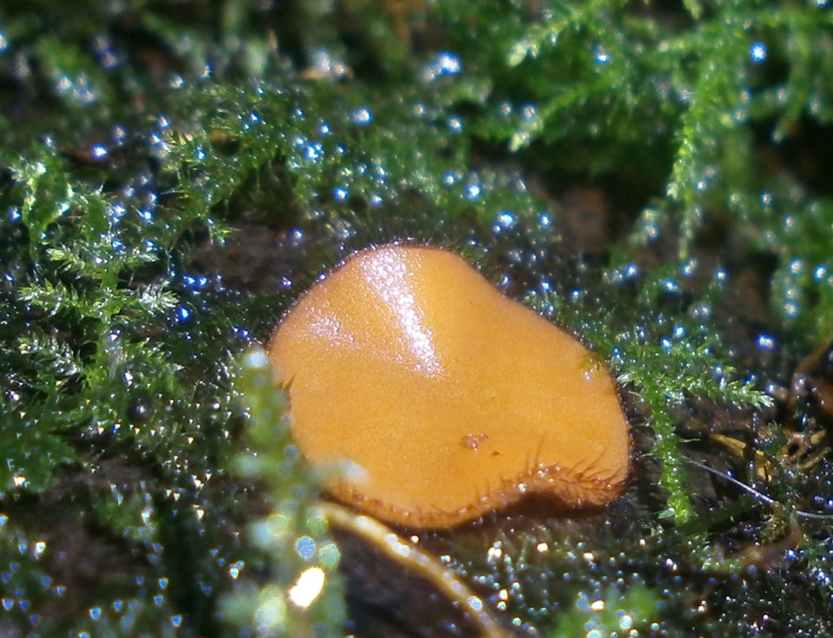 Cup fungus sp.