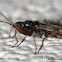 Dirt-colored Seed Bug