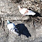 Rock Pigeon (male and female)