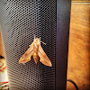 Sphingidae Moth