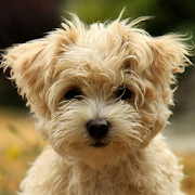 Cute Puppy Dog HD 1.0 Icon