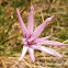 Purple vipergrass, ružičasta murava