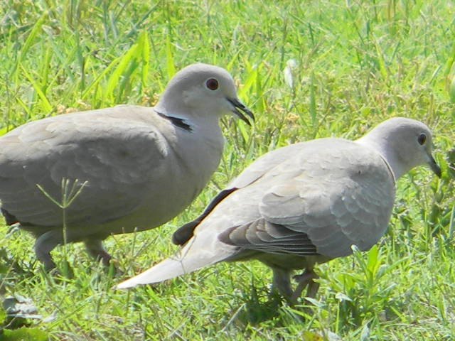 Eurasian Collared Doves