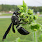 Solitary Potter Wasp