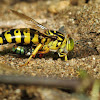 Bembix Sand Wasp
