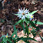 Panicled aster