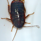 American wood cockroach