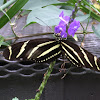Zebra long winged  butterfly