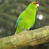 Red-crowned Parakeet, aka kākāriki