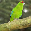 Red-crowned Parakeet, aka kākāriki