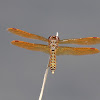 Eastern Amberwing male